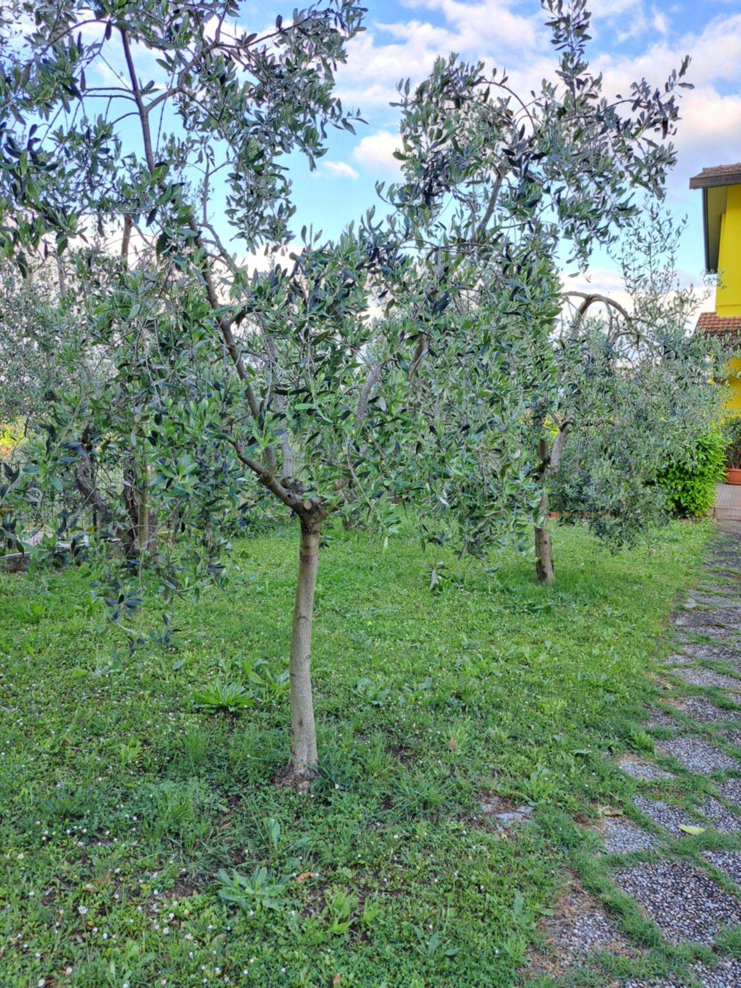 Casa Gli Ulivi Villa Montepulciano Stazione Exterior foto