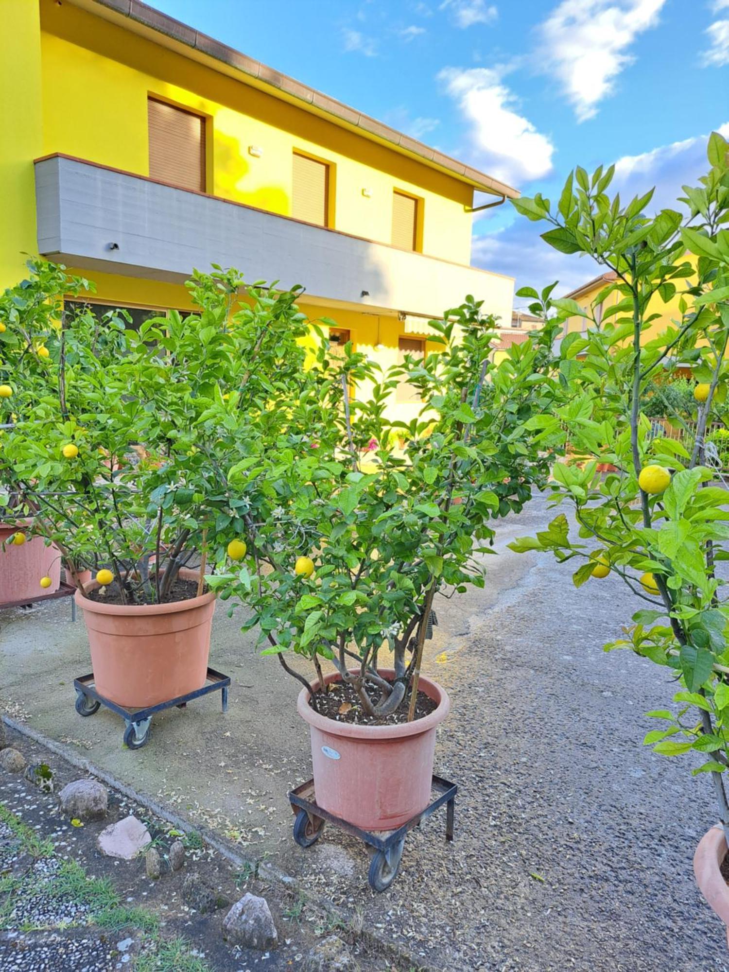 Casa Gli Ulivi Villa Montepulciano Stazione Exterior foto